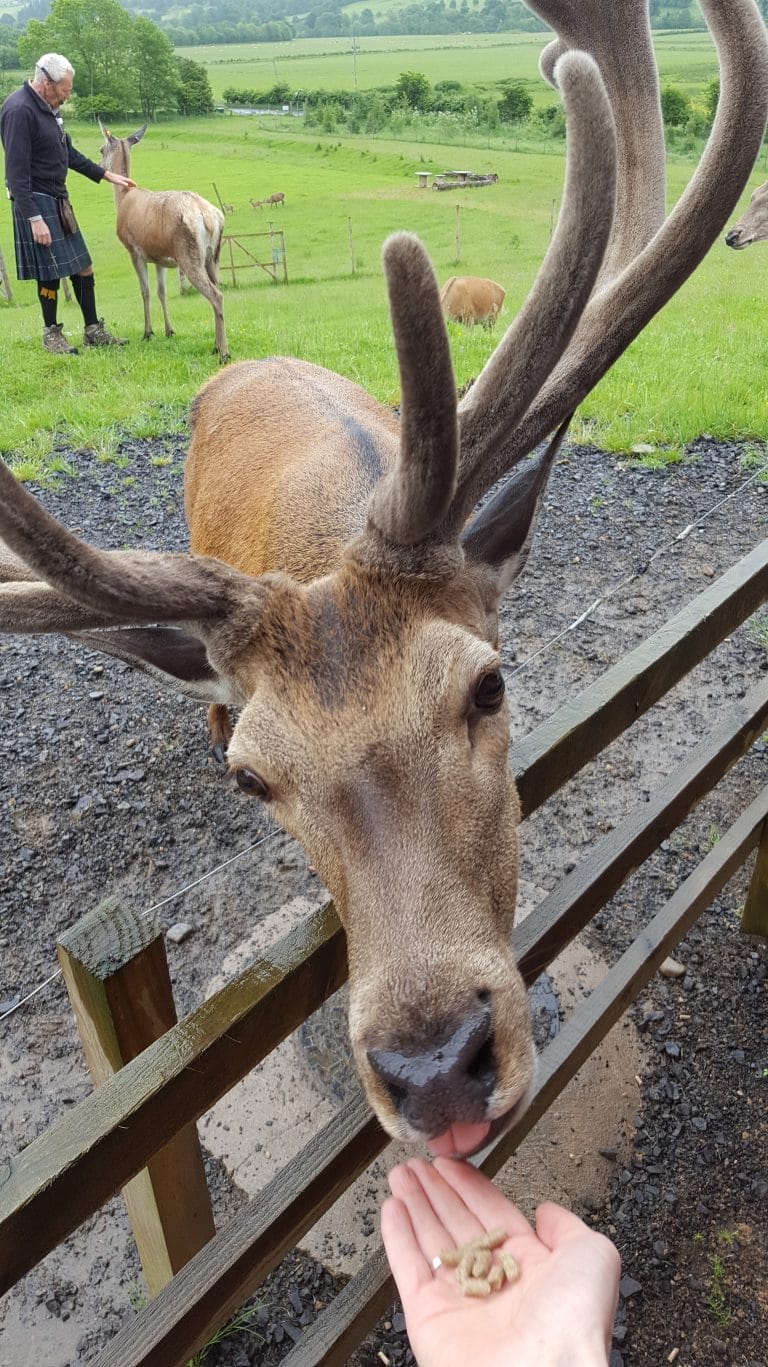 Highland Safari Red Deer Centre & Barn Owl Experience, Perthshire