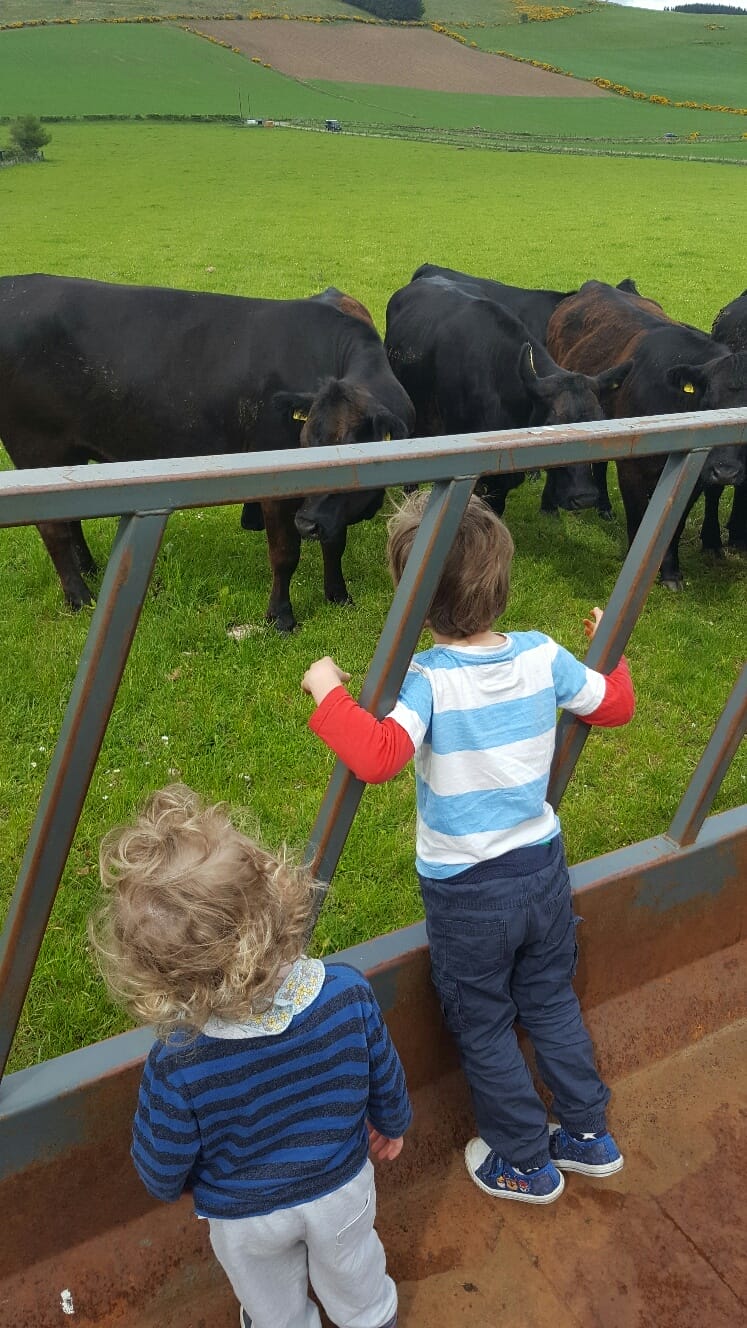 Down on the Farm – Cairnton’s Aberdeen-Angus Experience